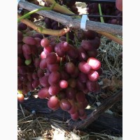Продаем виноград от производителя в Крыму! Урожай 2019 года