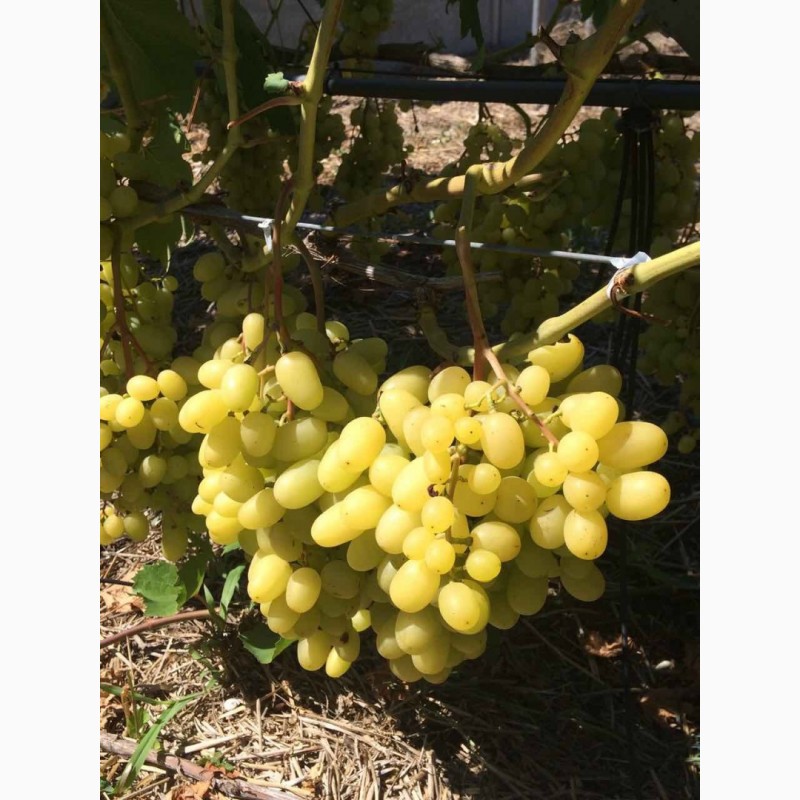 Фото 4. Продаем виноград от производителя в Крыму! Урожай 2019 года