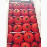 Оптовая доставка помидоров для каждого региона