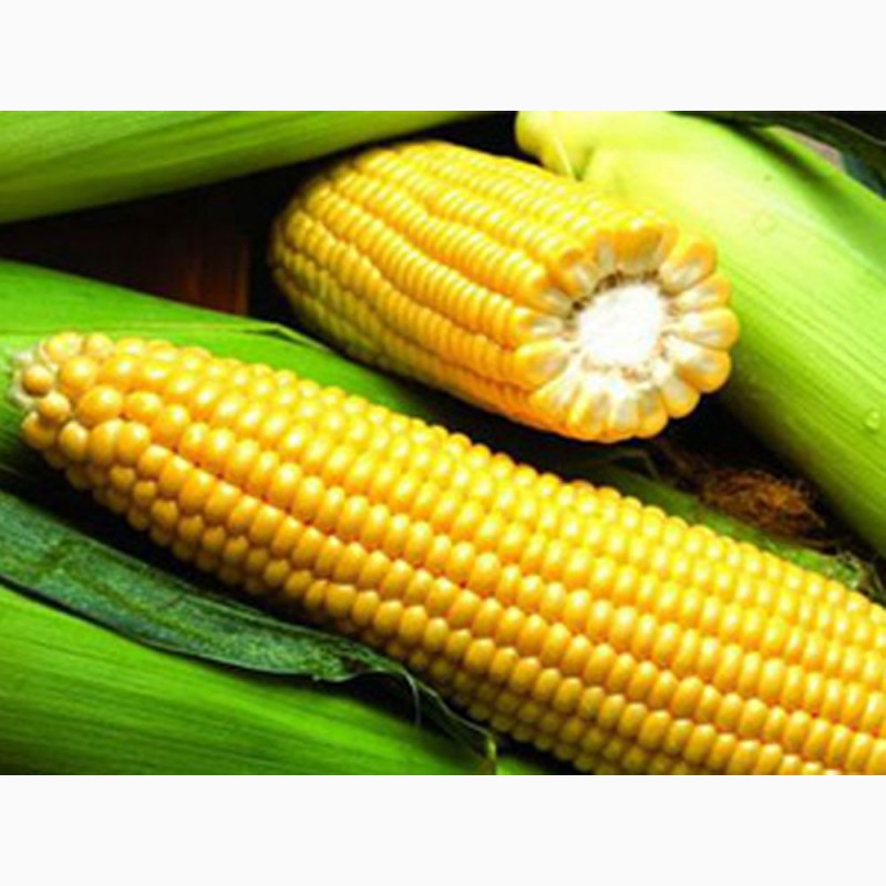 Фото 4. Продам срочно семена кукурузы канадский трансгенный гибрид кукурузы skeena ff 199 фао 250