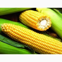 Продам срочно семена кукурузы канадский трансгенный гибрид кукурузы skeena ff 199 фао 250