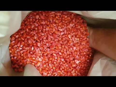 Фото 8. Продам срочно семена кукурузы канадский трансгенный гибрид кукурузы skeena ff 199 фао 250