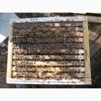 Продам 25 пчелосемей на высадку по 3000 рублей за семью