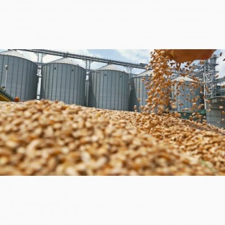 Экспорт пшеницы 3, 4, 5 класс в Иран, Сирию, Ливию, Турцию и другие страны FOB, CIF