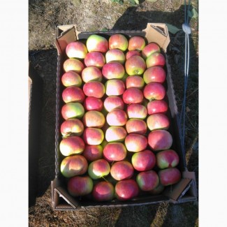 ООО Сантарин, реализует яблоки Белорусского производства