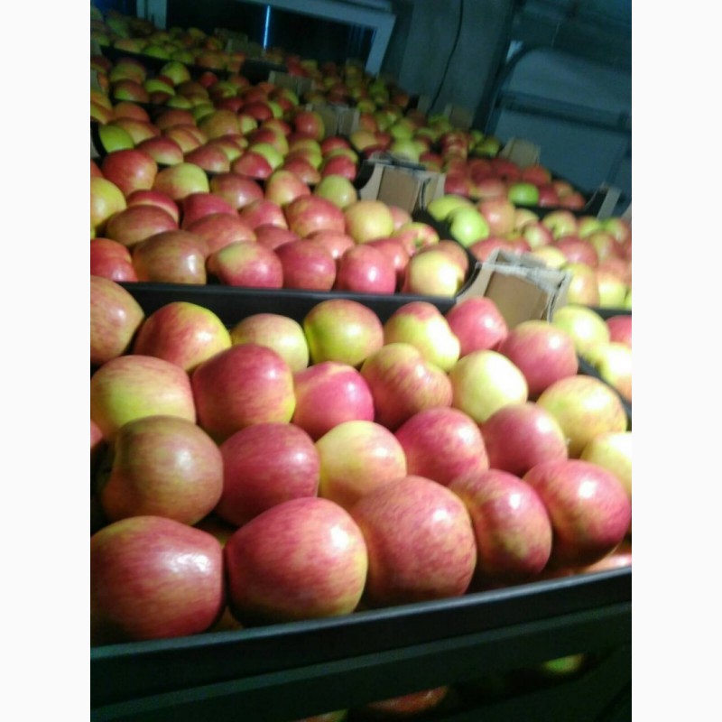 Фото 2. ООО Сантарин, реализует яблоки Белорусского производства