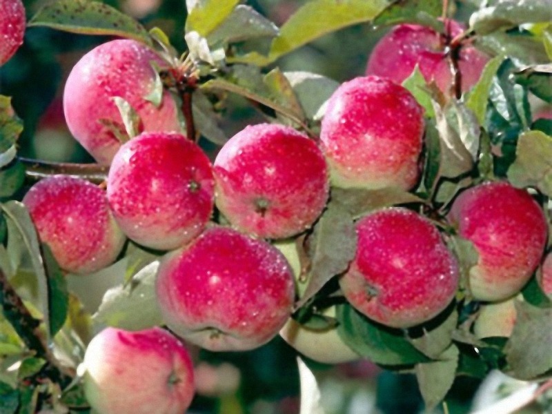 Фото 3. ООО Сантарин, реализует яблоки Белорусского производства