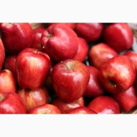 Продам яблоки собственного производства