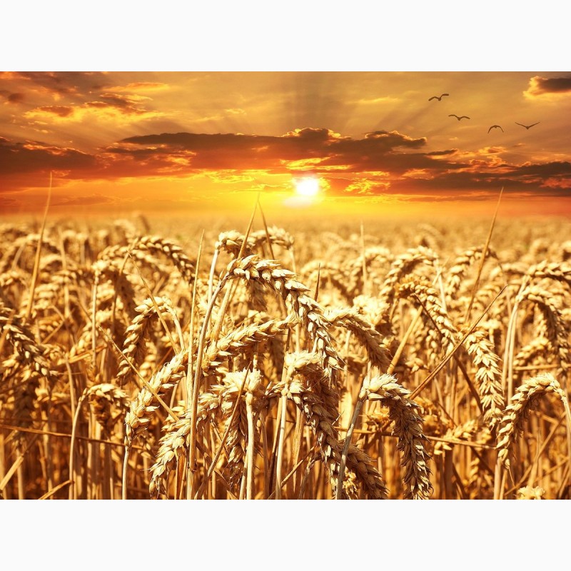 Продам/ семена озимой пшеницы мягкой ЭС, РС-1 - Краснодарский .