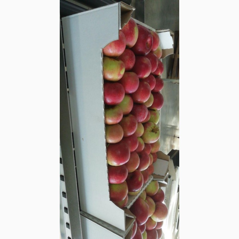 Фото 3. Продаём яблоки, оптом от производителя