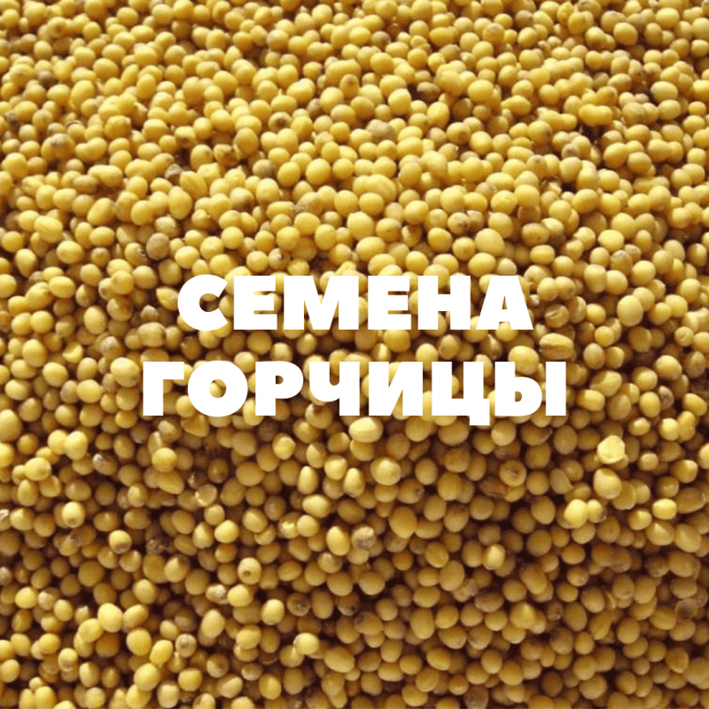 Продаем семена горчицы семена луганск