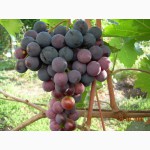 Столовый виноград оптом из Крыма