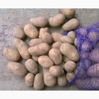 Картофель оптом со склада ФХ Марий Эл