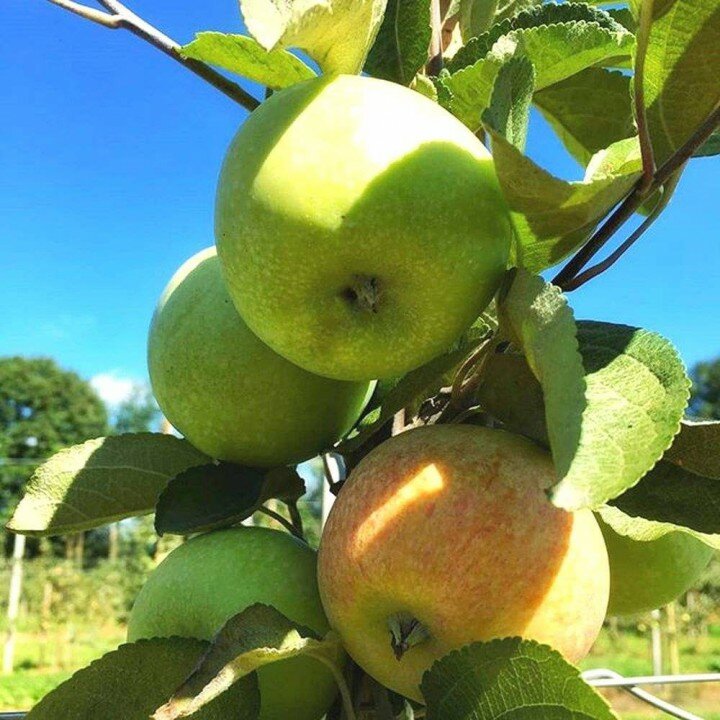 Фото 2. Продаю сезонные яблоки