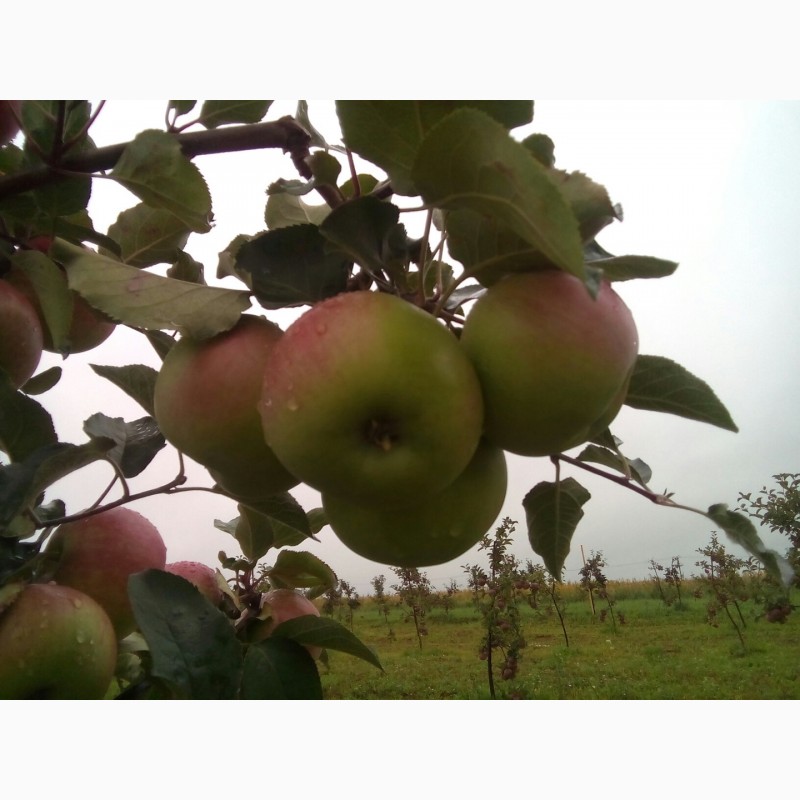 Фото 3. Продаю сезонные яблоки