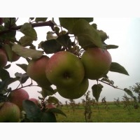 Продаю сезонные яблоки
