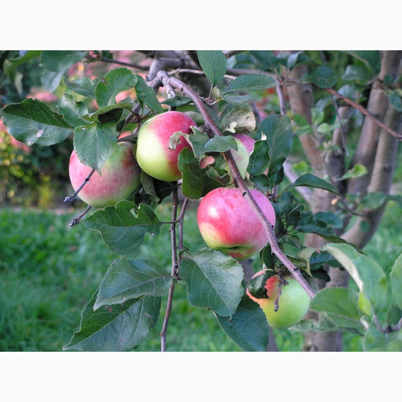 Фото 4. Продаю сезонные яблоки