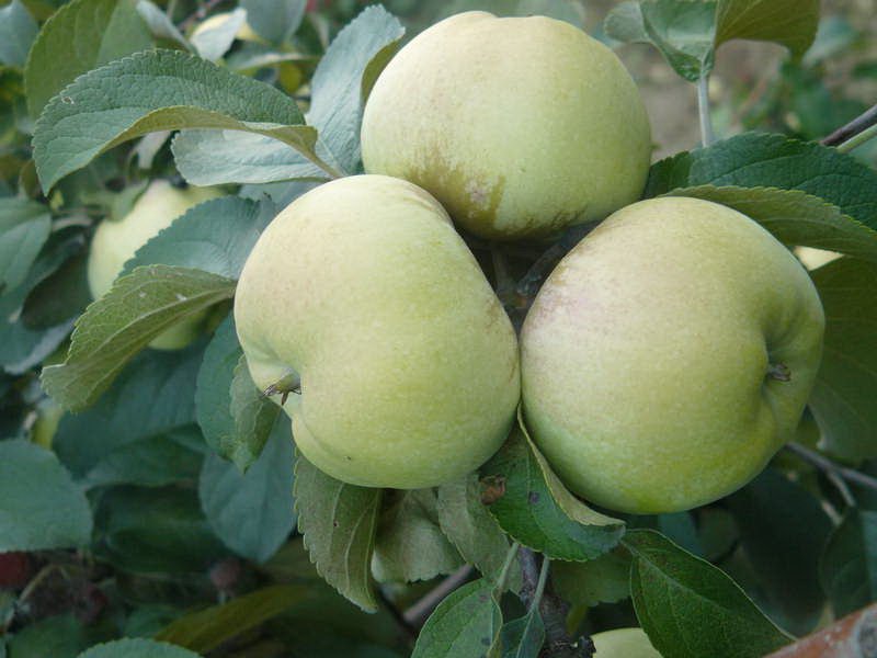 Фото 5. Продаю сезонные яблоки
