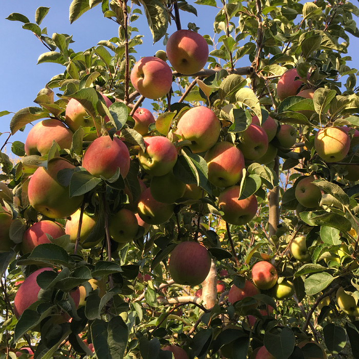 Фото 6. Продаю сезонные яблоки