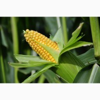 Гибриды семена кукурузы Пионер, Pioneer
