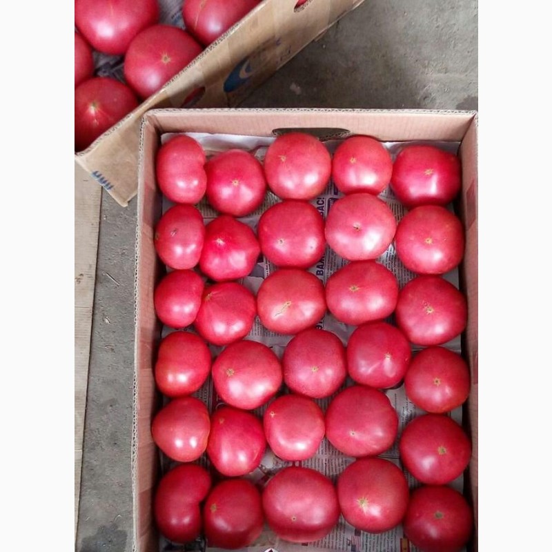 Фото 2. Розовые помидоры