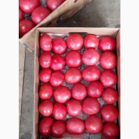 Розовые помидоры