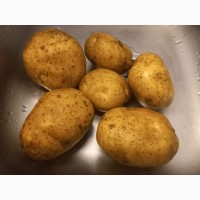 Продаем продовольственный и чипсовый картофель