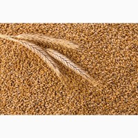 Продаем Пшеницу ГОСТ 3, 4, 5 класс Алтай