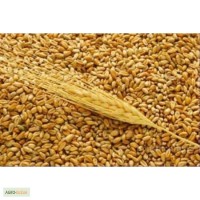 Пшеница экспорт
