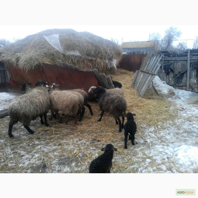 Фото 2. Продаю овец