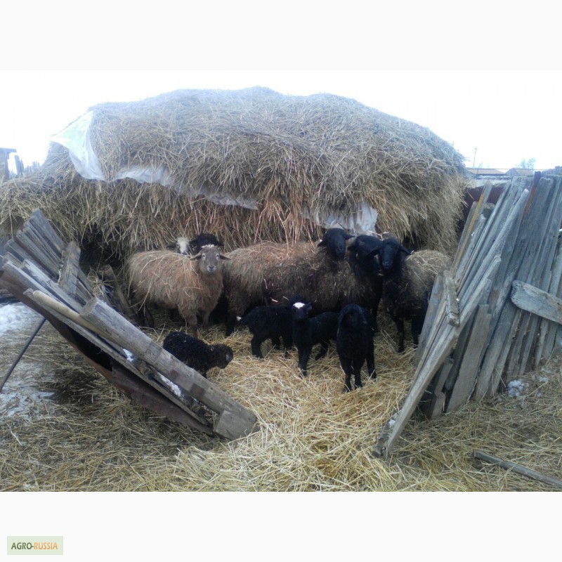 Фото 4. Продаю овец