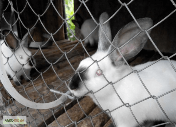 Фото 4. Ниппельные поилки для кроликов, нутрий, шиншилл