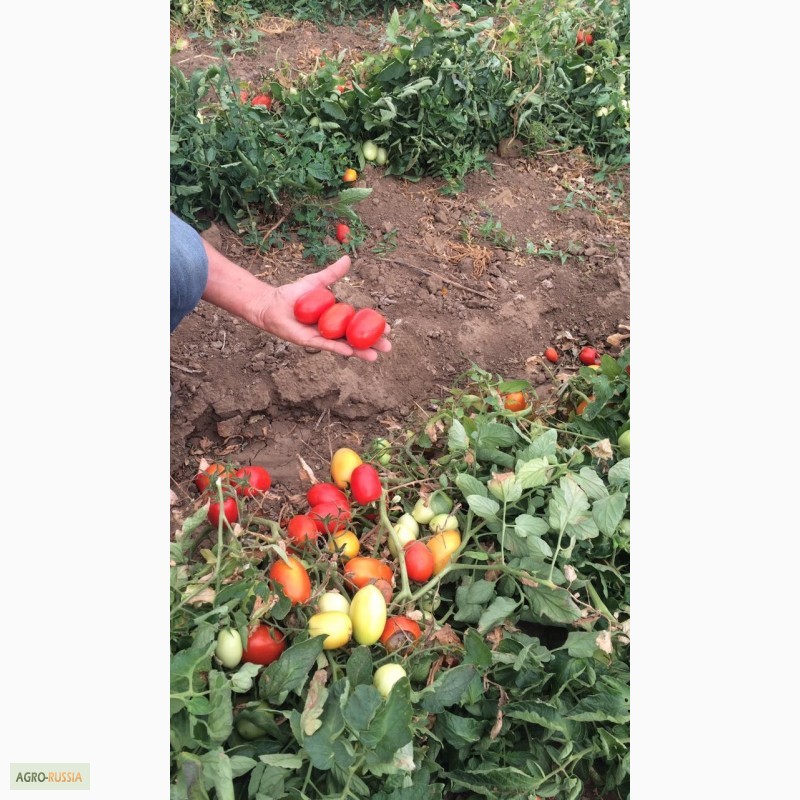 Дары поволжья помидоры описание сорта фото