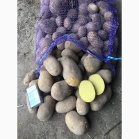 Картофель Гала, Ред Скарлет оптом от производителя 12, 5р./кг