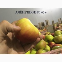 Яблоки оптом сорт Аленушкино