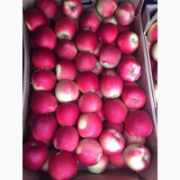 Яблоки Гала, 60 руб/кг