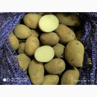 Продам семенную картошку Дидо (Вido)