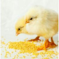 Крупа кукурузная для цыплят (корм для цыплят)