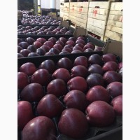 Яблоки из Молдавии оптом напрямую от производителя