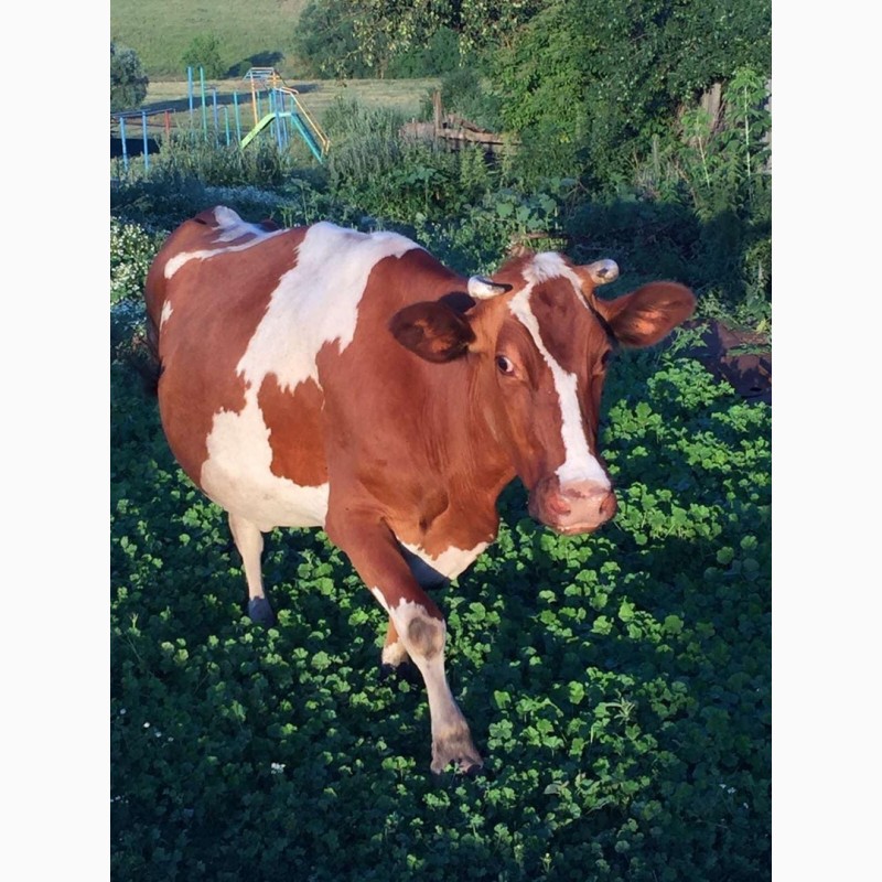 Фото 2. Продам корову, домашняя, спокойная