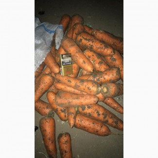 Продаем морковь крупную, сорт Абако