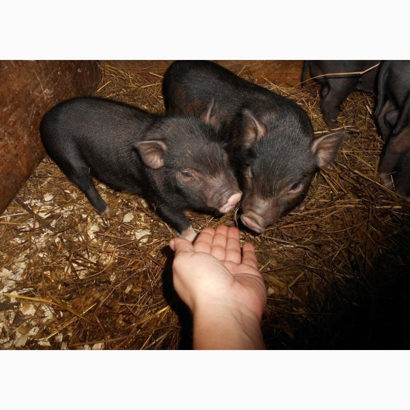 Фото 2. Продам вьетнамских вислоухих свиней