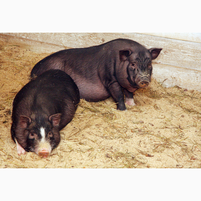Фото 3. Продам вьетнамских вислоухих свиней