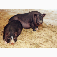 Продам вьетнамских вислоухих свиней