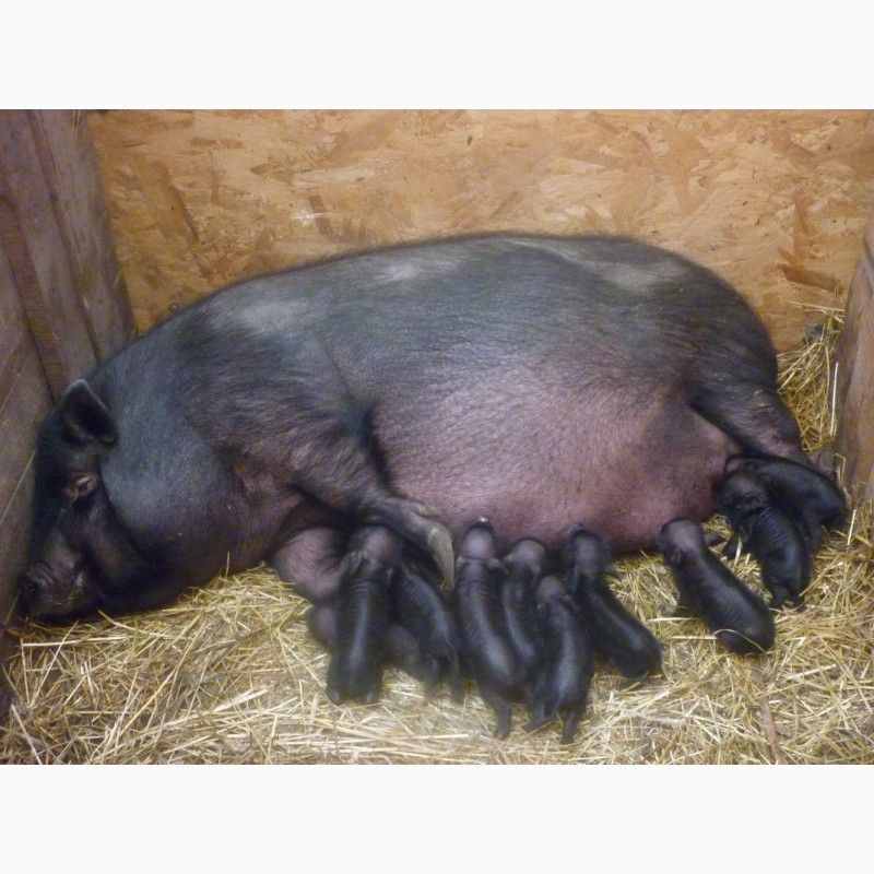 Фото 4. Продам вьетнамских вислоухих свиней