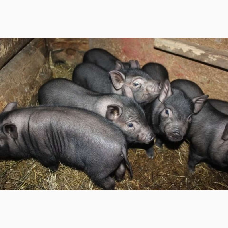 Фото 5. Продам вьетнамских вислоухих свиней