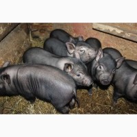Продам вьетнамских вислоухих свиней