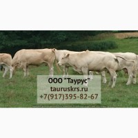 Продажа КРС племенных коров Казахской Белоголовой породы