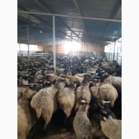 Продам чистопородных романовских овец