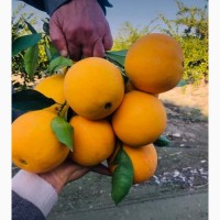 Продам апельсины Washington (пр-во Турция)